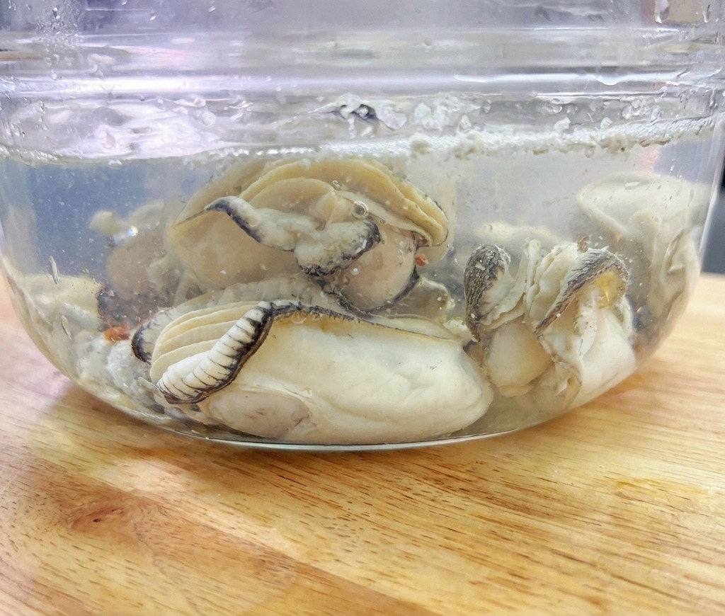 Mehrere blanchierte Austern liegen in einer Glasschüssel mit klarem, kaltem Wasser.