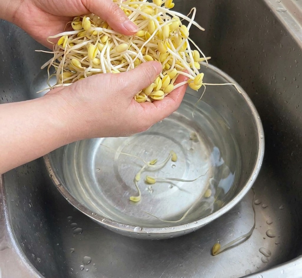Hände, die ein großes Bündel gelbe Sojasprossen in einer Metallschüssel unter fließendem Wasser waschen.