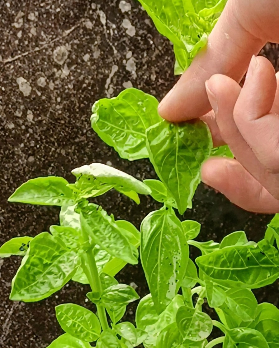 Eine glatte, leuchtend grüne Basilikum-Avocado-Sauce in einem Mixer.