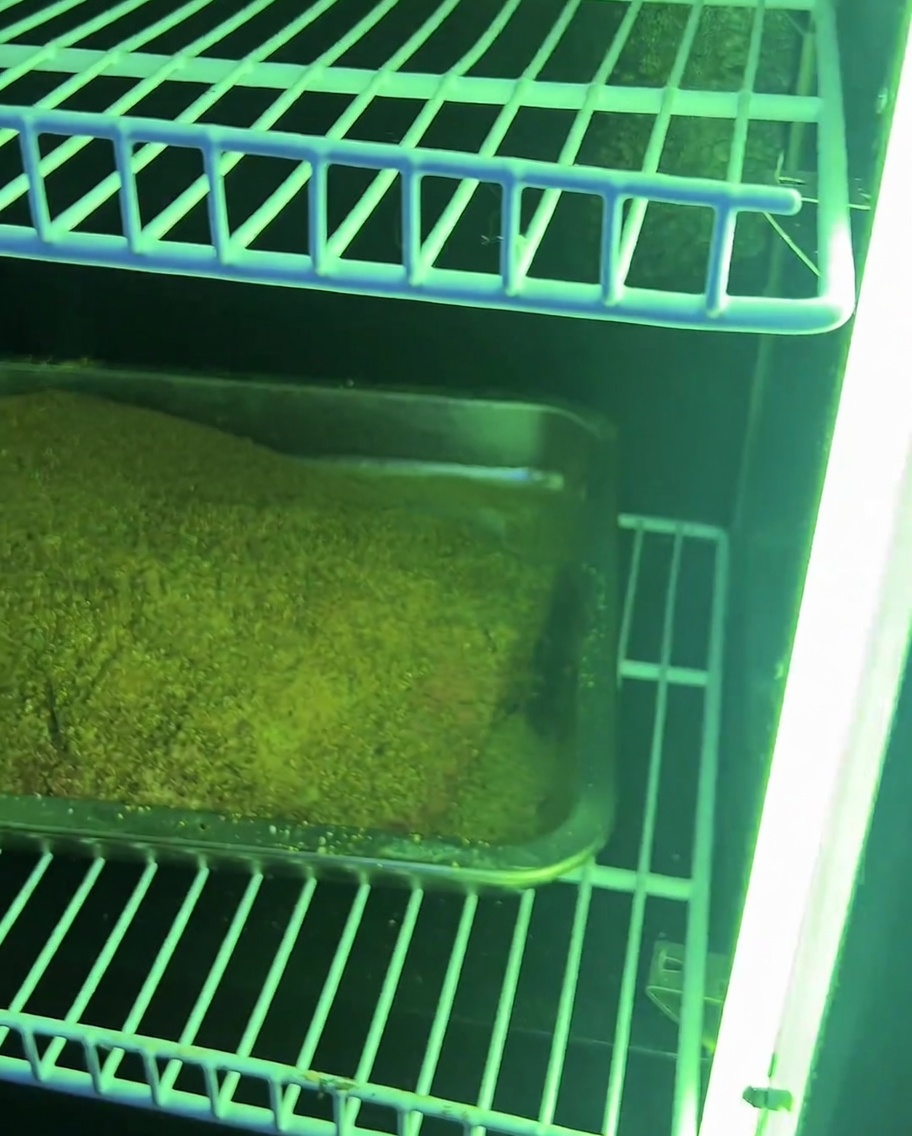 Das marinierte Brisket liegt auf dem Rost eines Smokers, bereit für das langsame Räuchern.