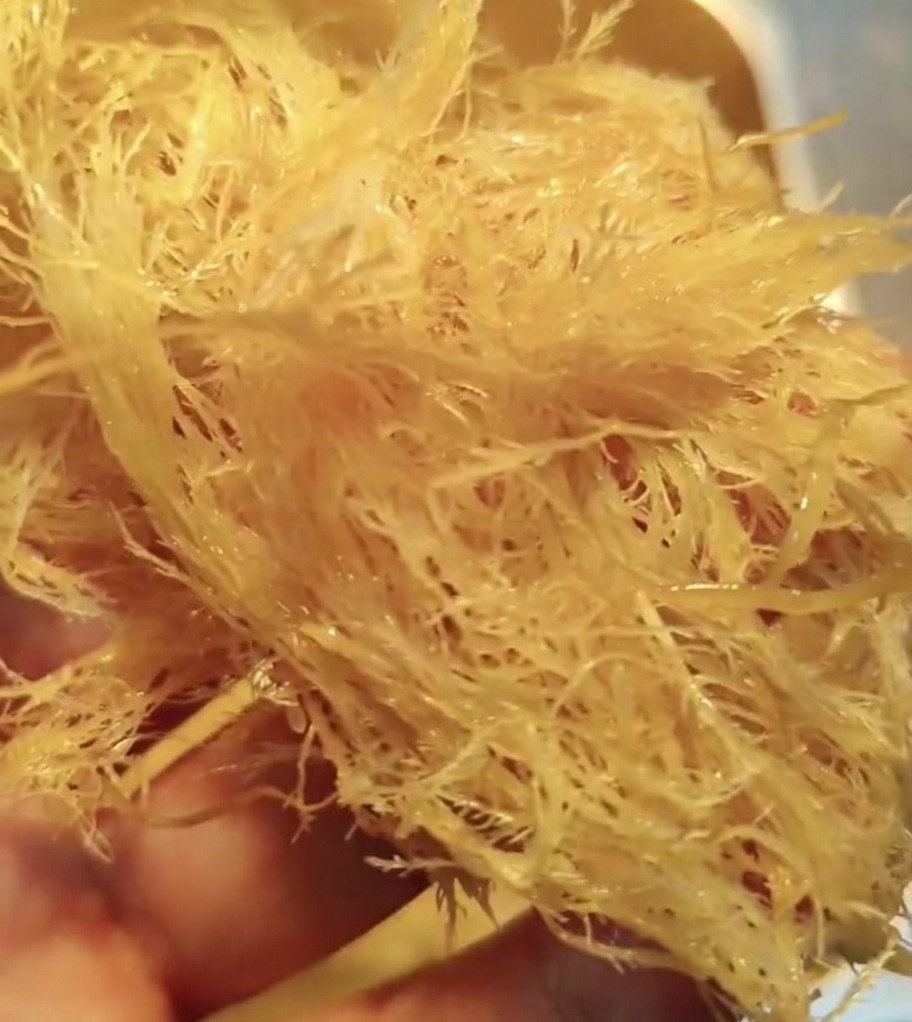 Eine Hand hält ein Bündel rehydrierter Agar-Agar-Stränge.