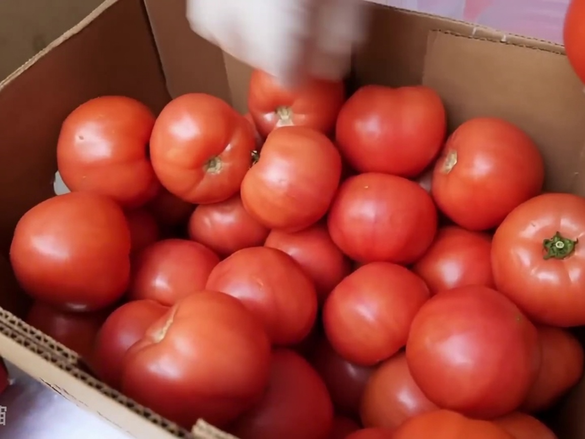 Frische Tomaten werden durch eine professionelle Schneidemaschine geführt.