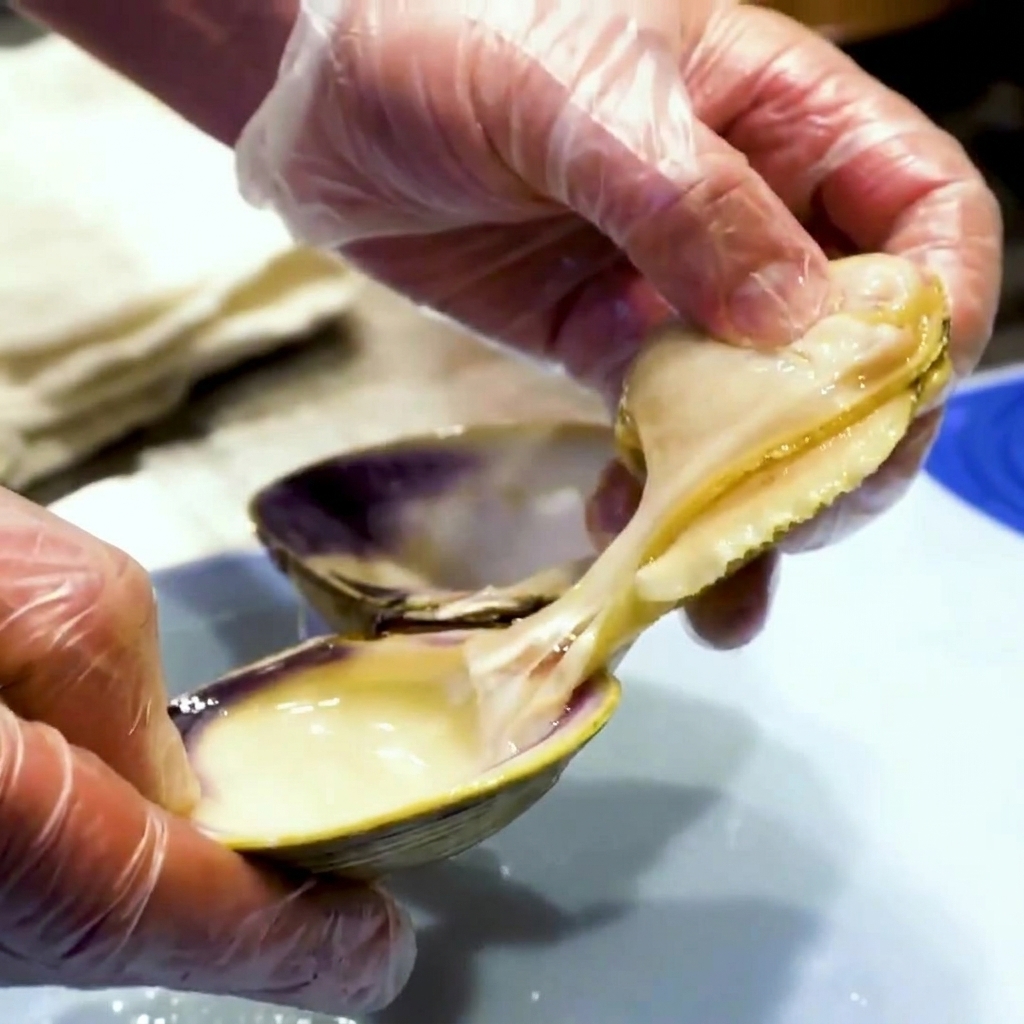 Handschuhe tragende Hände trennen das gekochte Muschelfleisch und ziehen die dunklen inneren Organe ab.