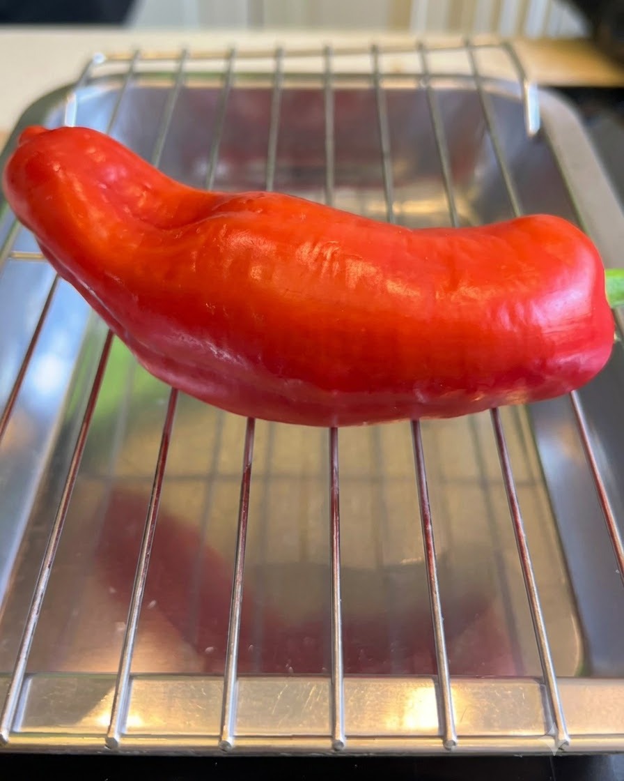 Eine rote Paprika wird gleichmäßig auf einem Drahtgitter abgeflammt.