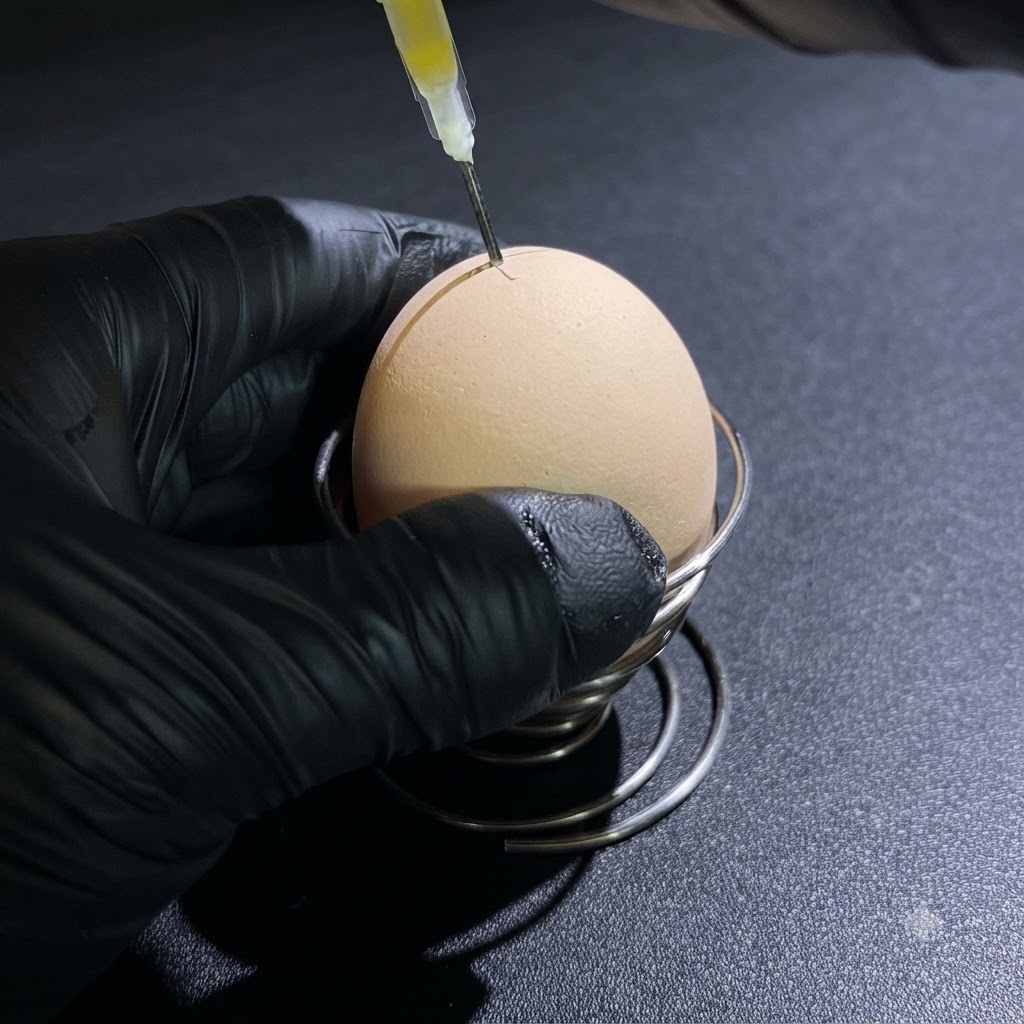 Eine Person mit schwarzen Handschuhen zieht mit einer Spritze rohe Eierflüssigkeit aus einem kleinen Loch oben im Ei.